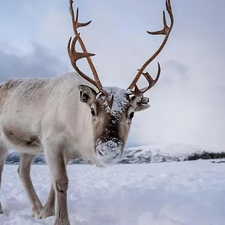 Aurora Dream Escape L Cozy L Stylish Appartement