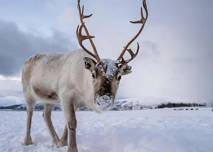 Aurora Dream Escape L Cozy L Stylish Apartamento